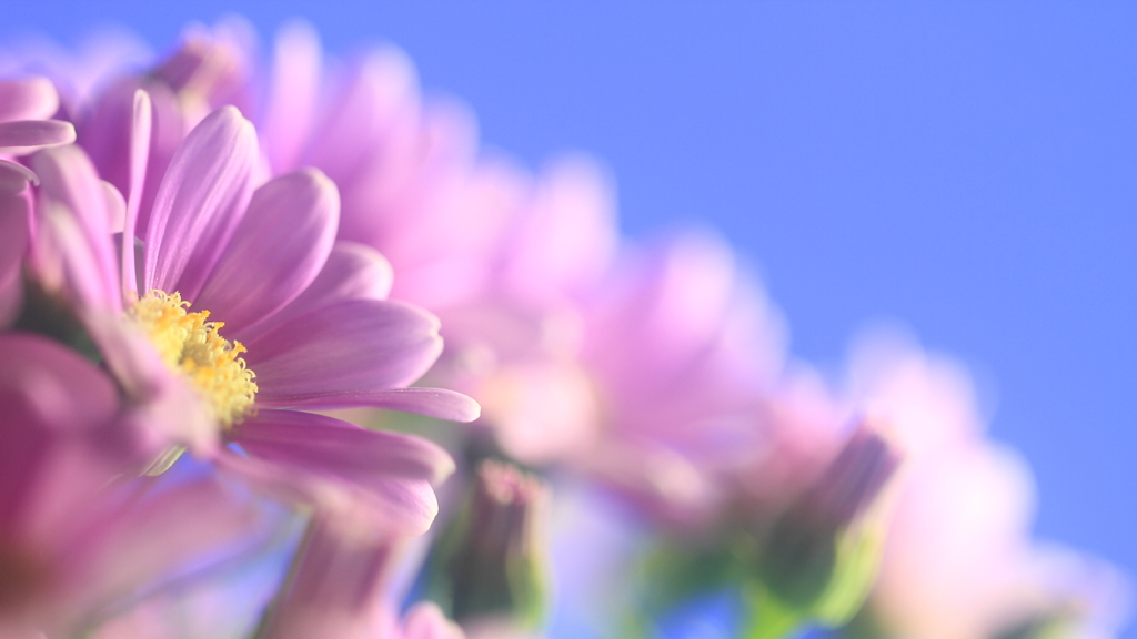 花便り　- 春を呼ぶ -