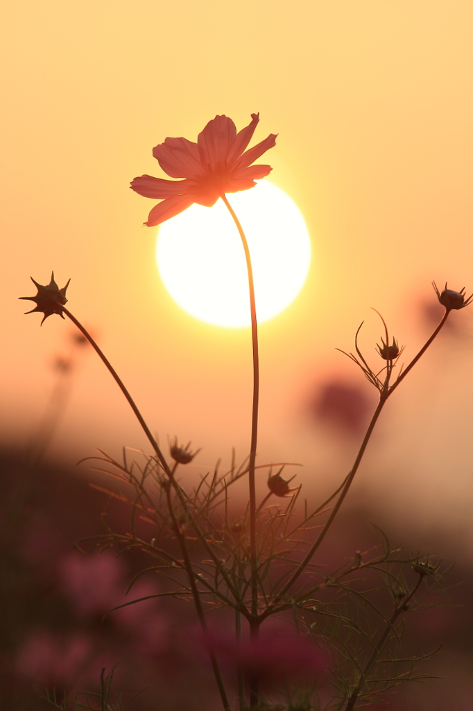 花便り　- 夕陽に染まった秋桜 -