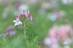 花便り　- 風蝶草の咲く野 -