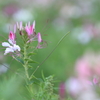 花便り　- 風蝶草の咲く野 -