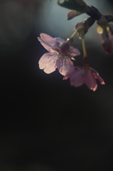花便り　- 櫻蕊影 -