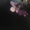 花便り　- 櫻蕊影 -