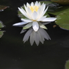 花便り　- 水鏡に映して -