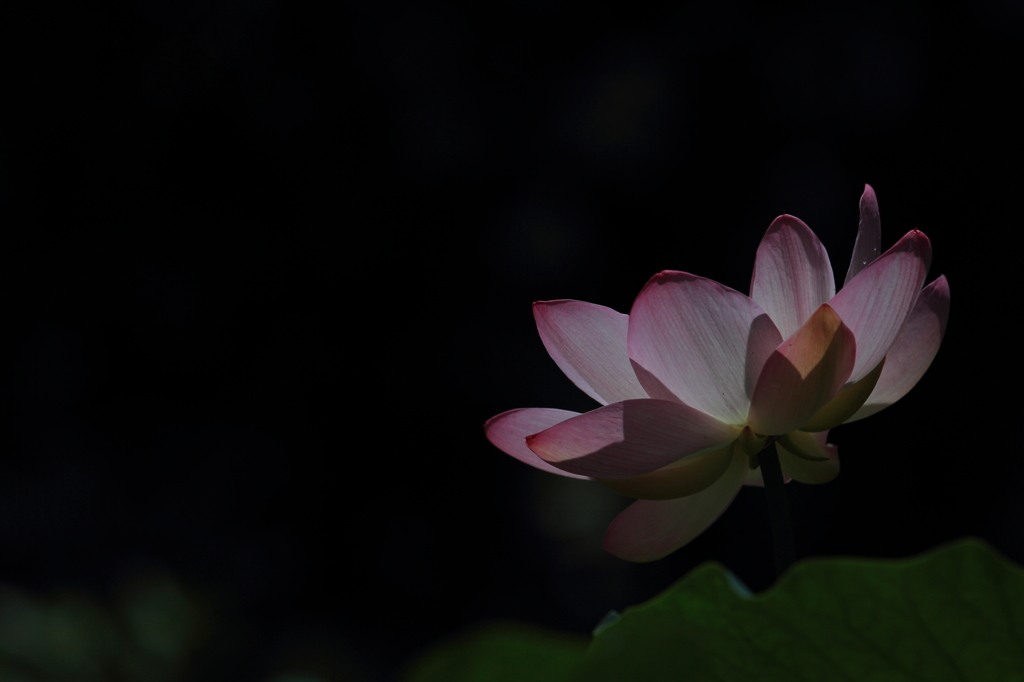 花便り　- 蓮華輝 -