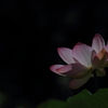花便り　- 蓮華輝 -