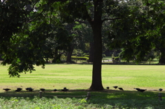 生き物写真館　- 鳩たちの寛ぎ -