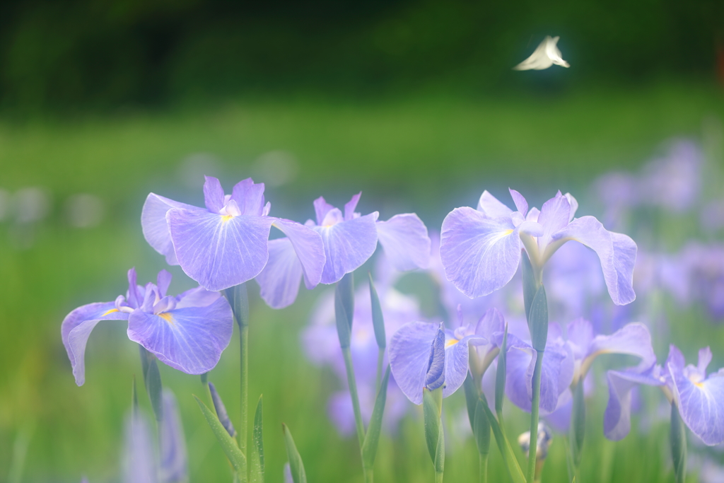 花便り　- 優雅な舞い -