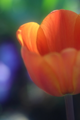 花便り　- アイスチューリップの輝き -
