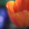 花便り　- アイスチューリップの輝き -