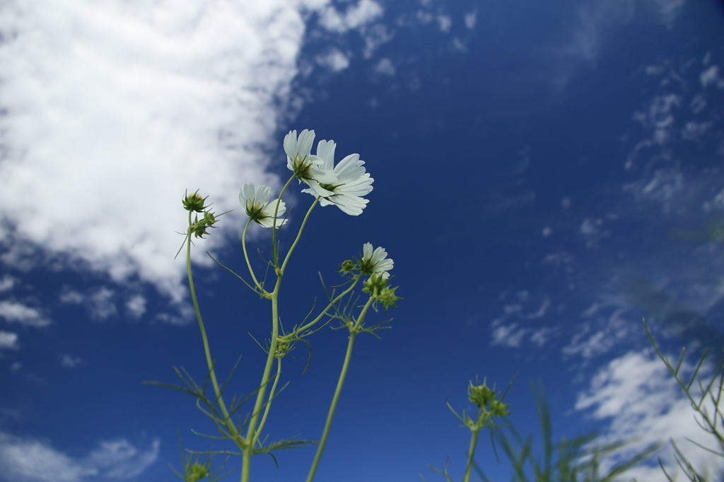 Cosmos　- Blue & White -