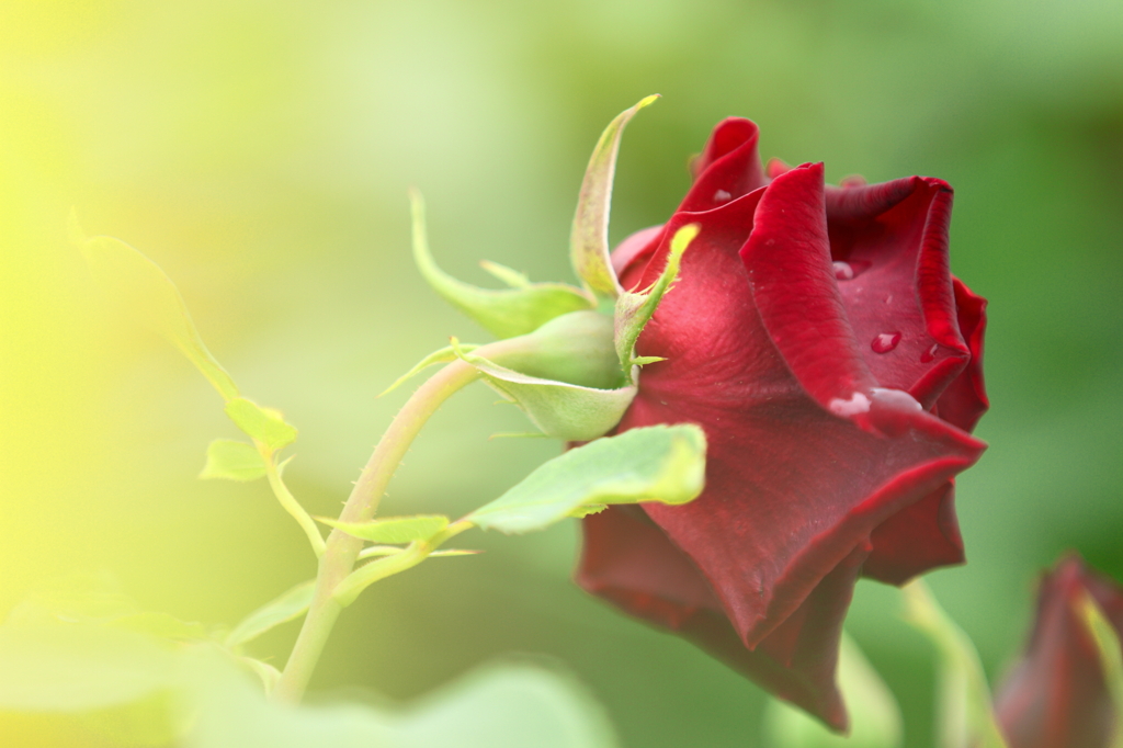薔薇　- 後姿 -