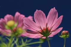 Cosmos　- Pink -