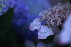 紫陽花　（６）