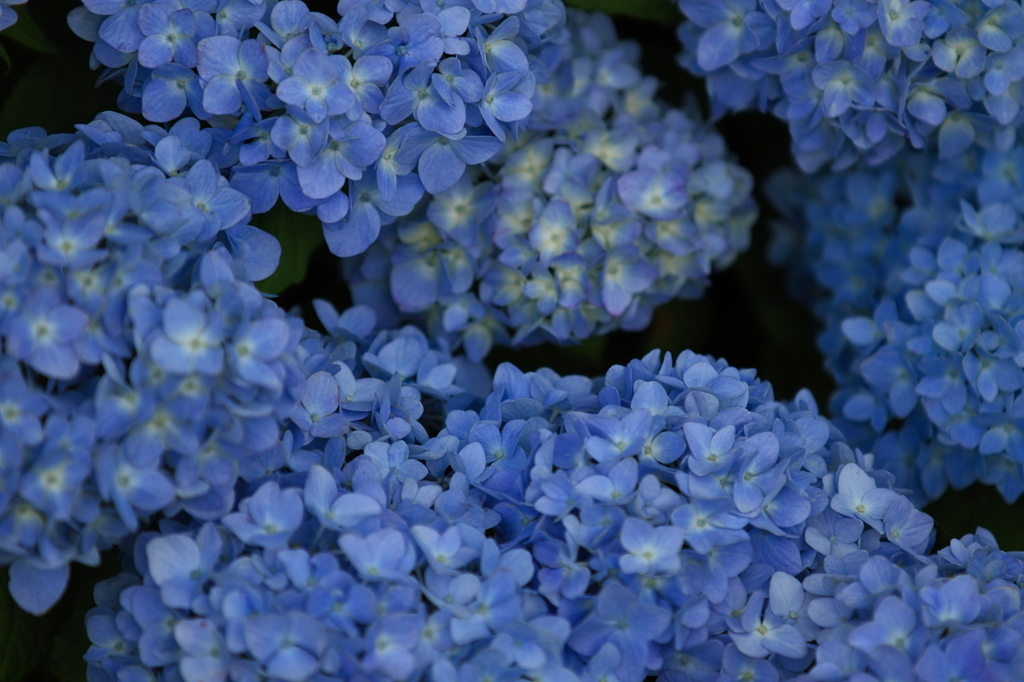 紫陽花　（３）