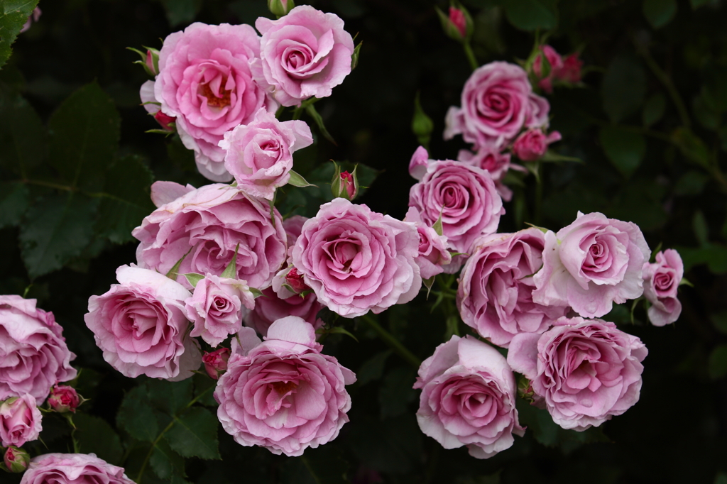 薔薇　（２）
