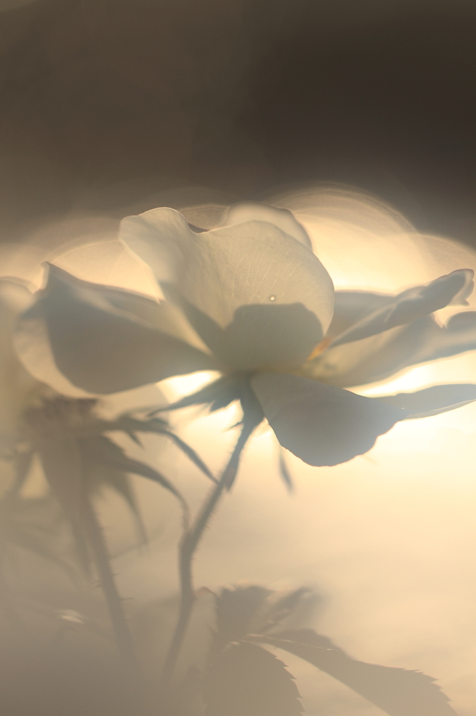 花便り　- ゴージャスな佇まい -