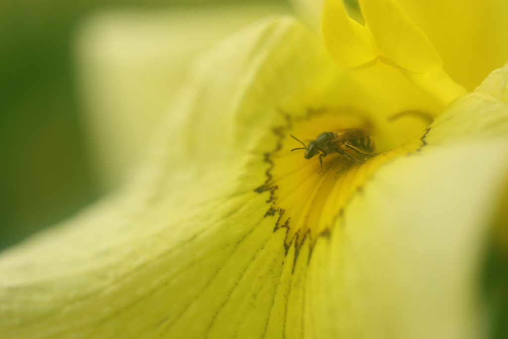 花便り　- 蜜標の蜜蜂 -