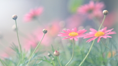 花便り　- 温室の春 -