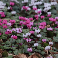 花便り　- 落ち葉の中の花畑 -