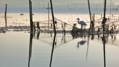 生き物写真館　- 誇らしげな鷺 -