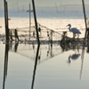 生き物写真館　- 誇らしげな鷺 -