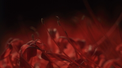 花便り　- 漆黒の紅 -