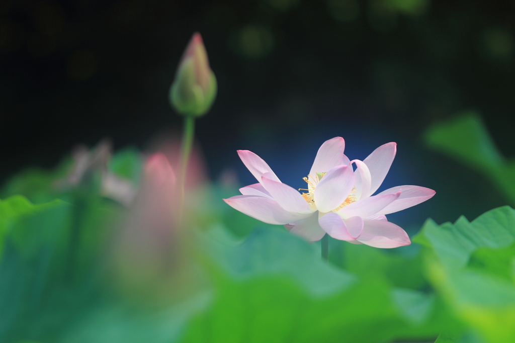 花便り　- 浄土の蓮華 -