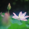 花便り　- 浄土の蓮華 -