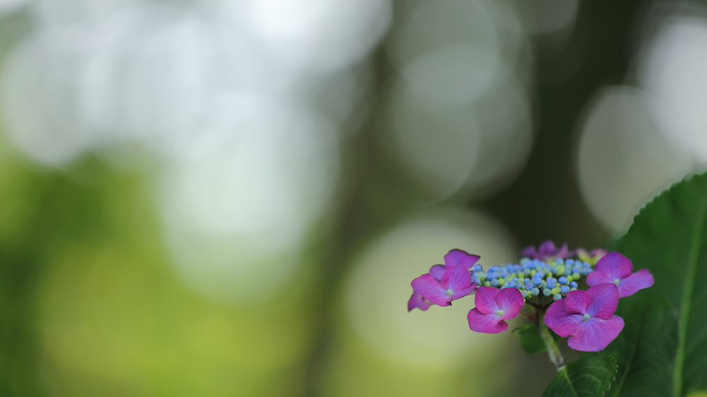 花便り　- 木洩れ日の紫陽花 -