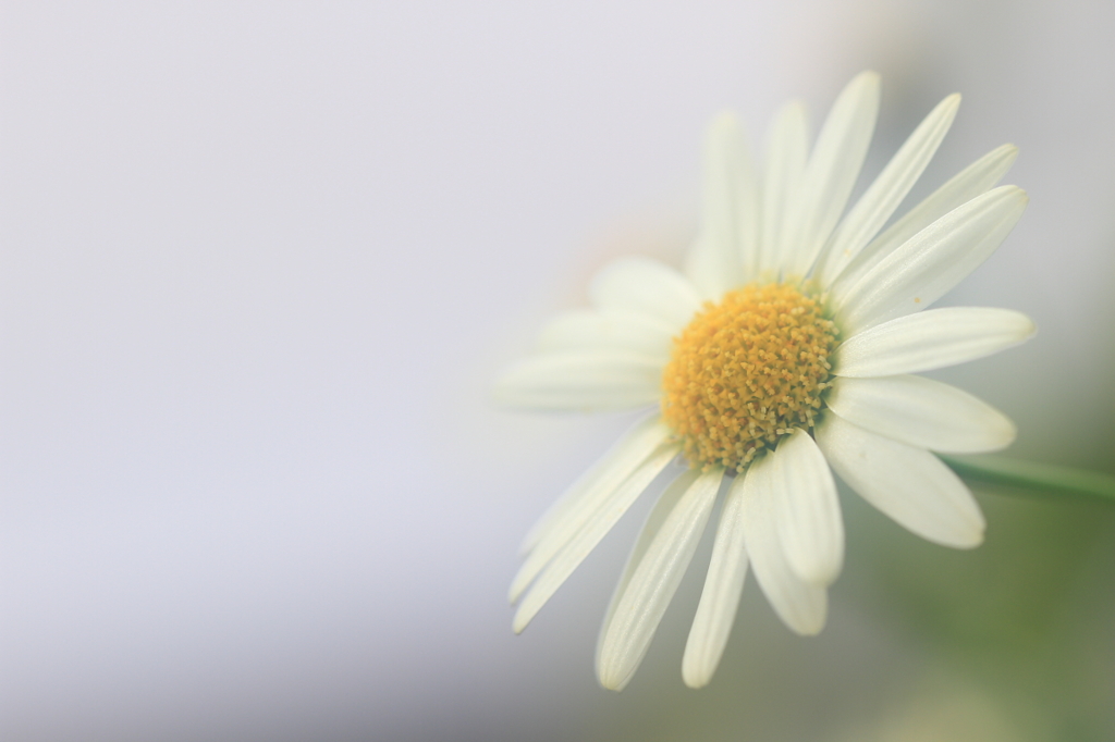 花便り　- 誠実の白 -