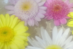 花便り　- 水盤の丁子菊 -