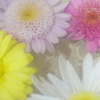 花便り　- 水盤の丁子菊 -