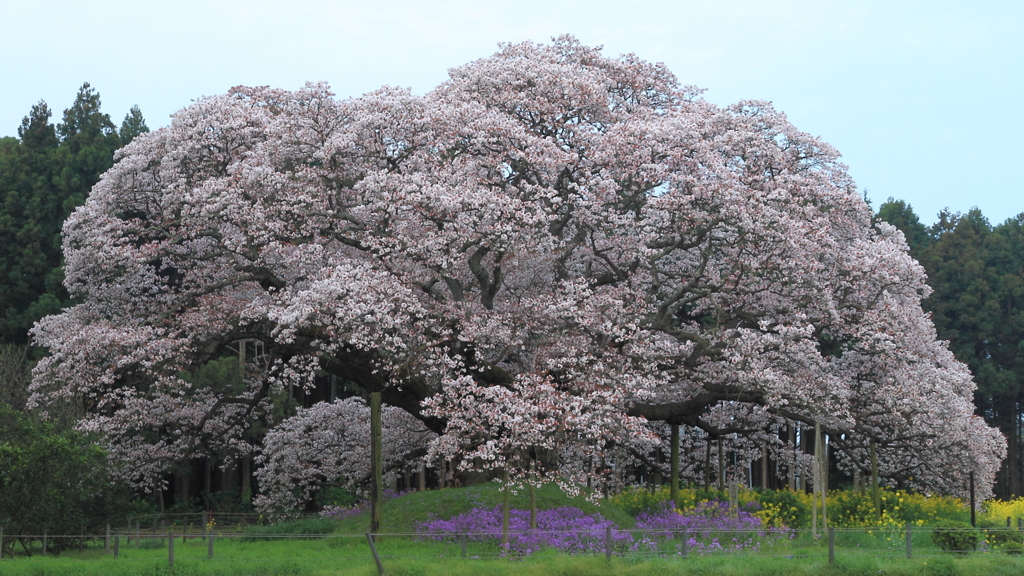 花便り　- 孤高の大桜 -