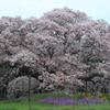 花便り　- 孤高の大桜 -