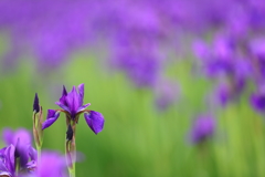 花便り　- 群生のアヤメ花壇より -