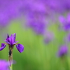 花便り　- 群生のアヤメ花壇より -