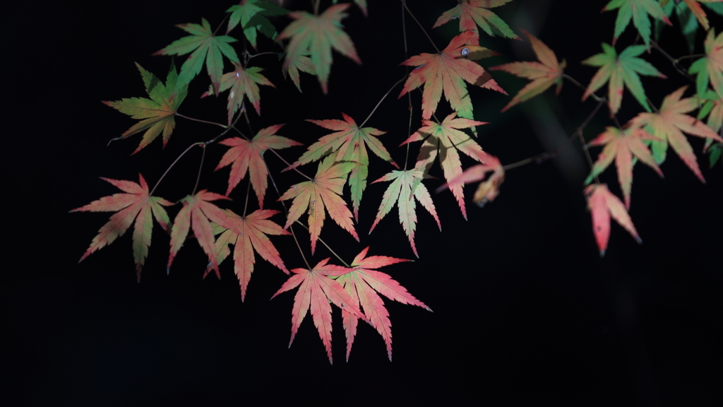 花便り　- 秋色のグラデーション -