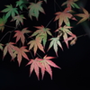花便り　- 秋色のグラデーション -
