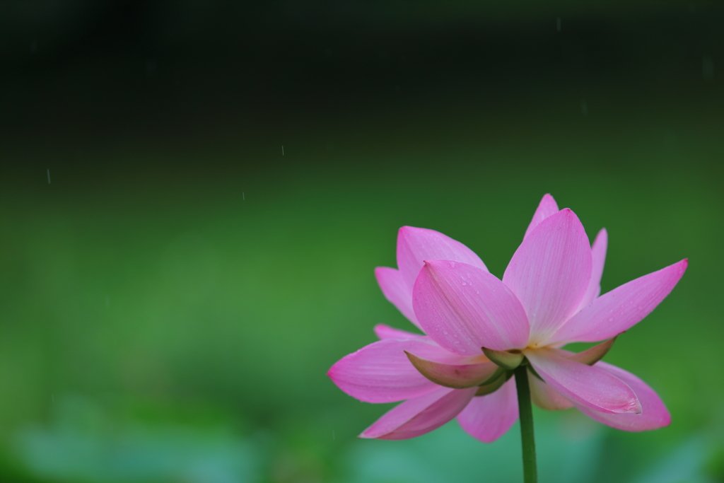 花便り　- 小雨混じりの大賀蓮 -