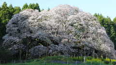 花便り　- 孤高の大桜 2017 -