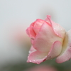 花便り　- 宝石を纏った王妃 -