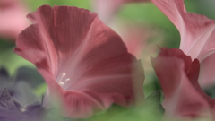 花便り　- 栗皮茶のあさがお -