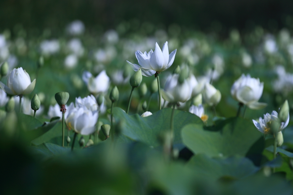 花便り　- 白蓮の園 -