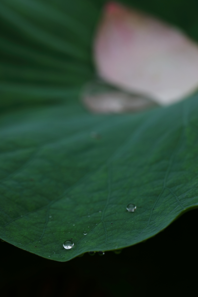 花便り　- 蓮葉の水滴 -