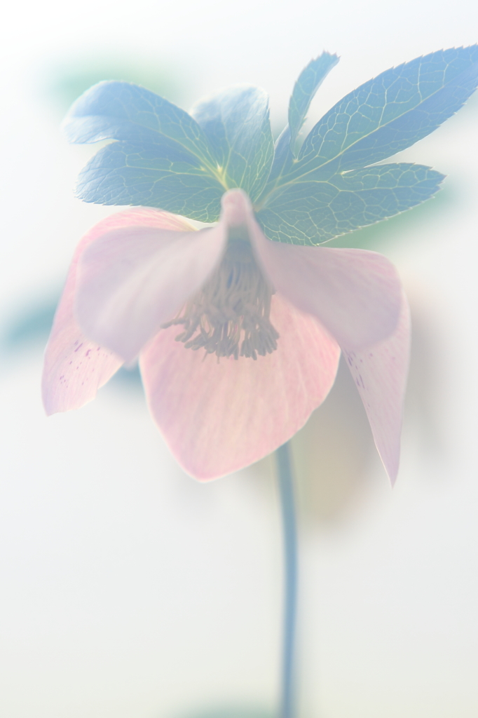 花便り　- 冬の貴婦人 -