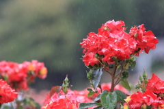 花便り　- 降りしきる雨の中で -