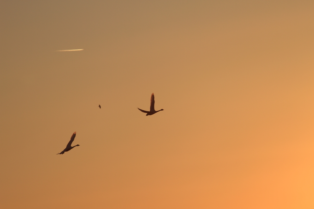 白鳥の郷　- 夕空の競演 -