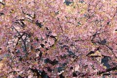 花便り　- 美しき若芽と桜花 -