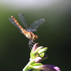 生き物写真館　- 秋茜と小葉擬宝珠 -