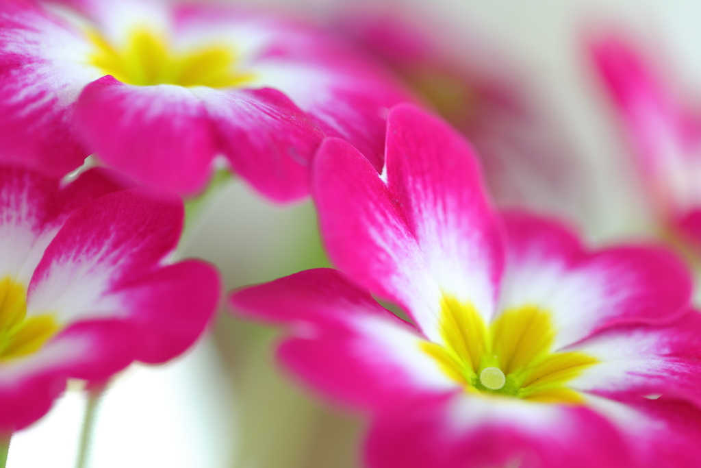花便り　- 青春のはじまりと悲しみ -